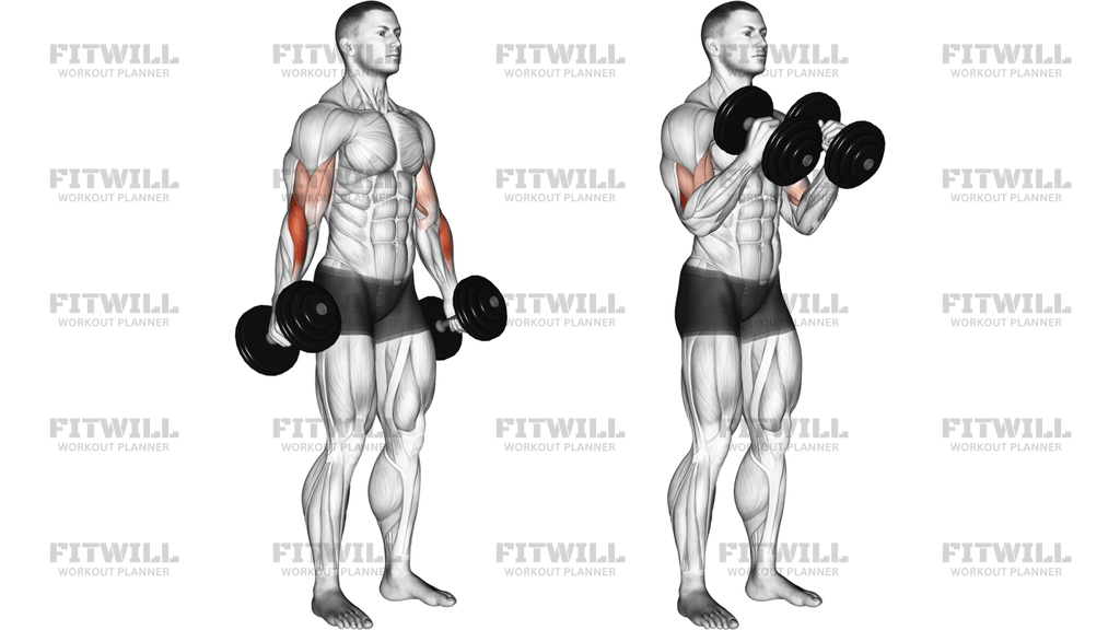 Dumbbell Hammer Curl