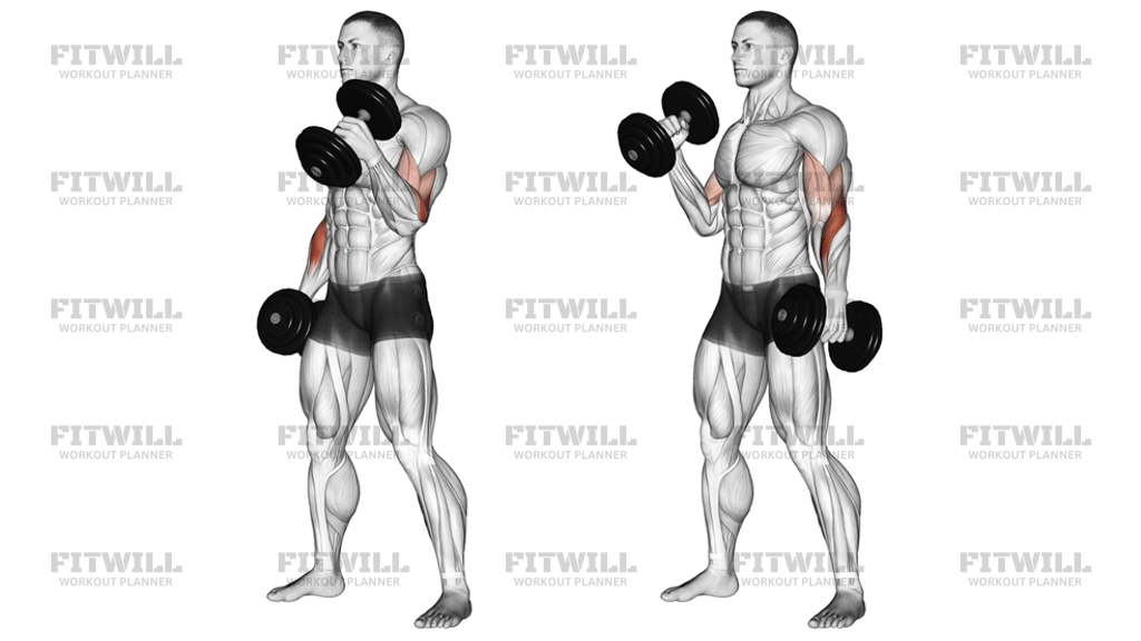 Dumbbell Alternating Hammer Curl