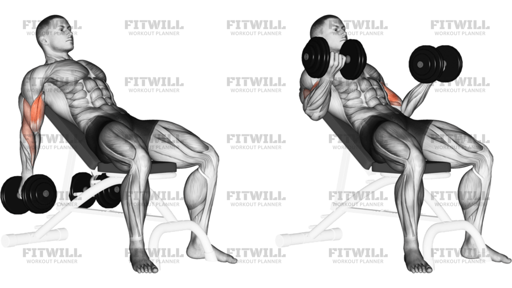Dumbbell Incline Biceps Curl