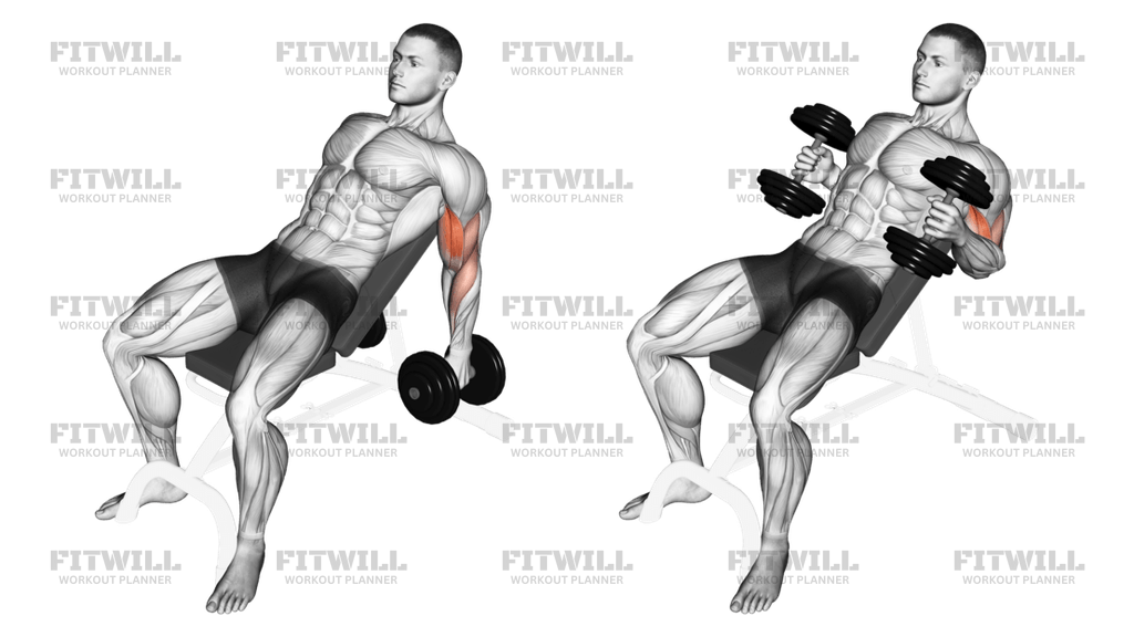 Incline dumbbell hammer curl cheap