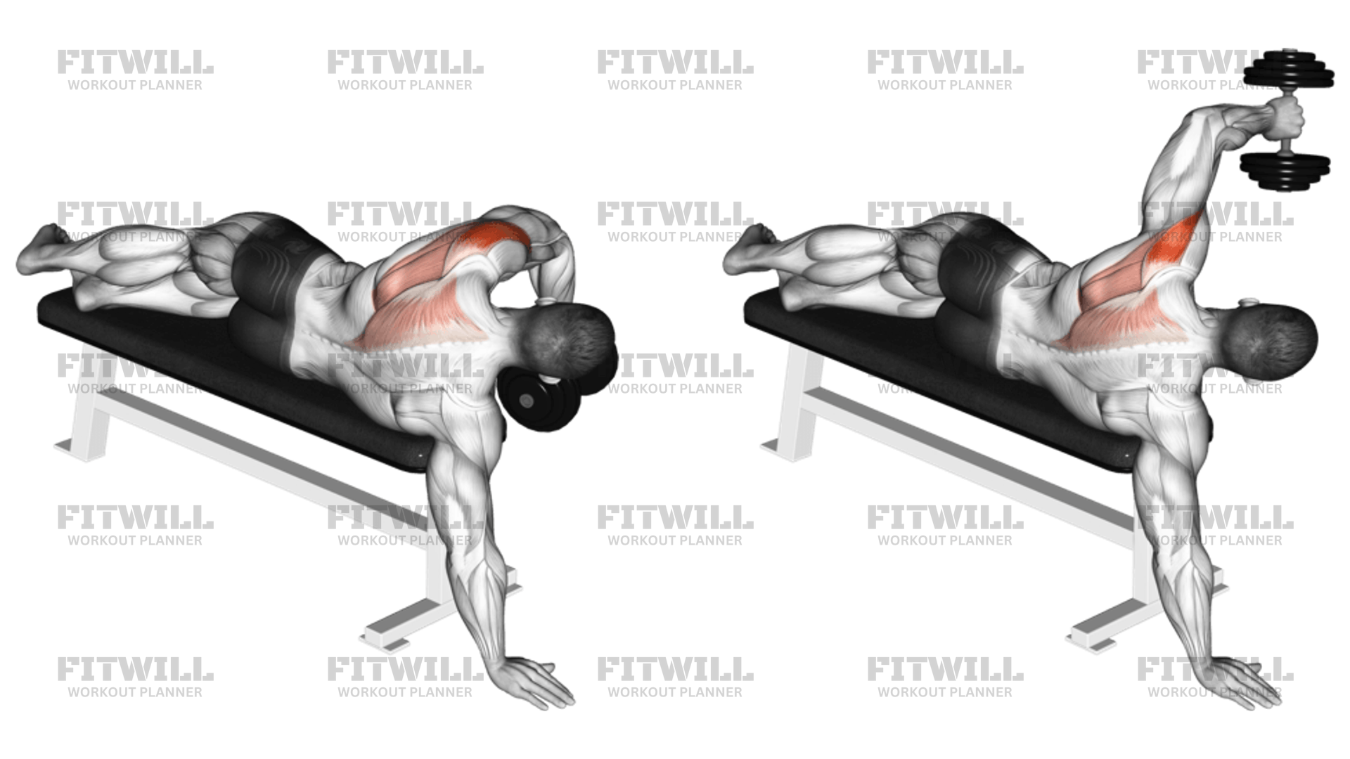 Dumbbell Lying One Arm Deltoid Rear Exercise Guide Video Techniques Benefits How to Muscles Worked Tips Tricks Fitwill