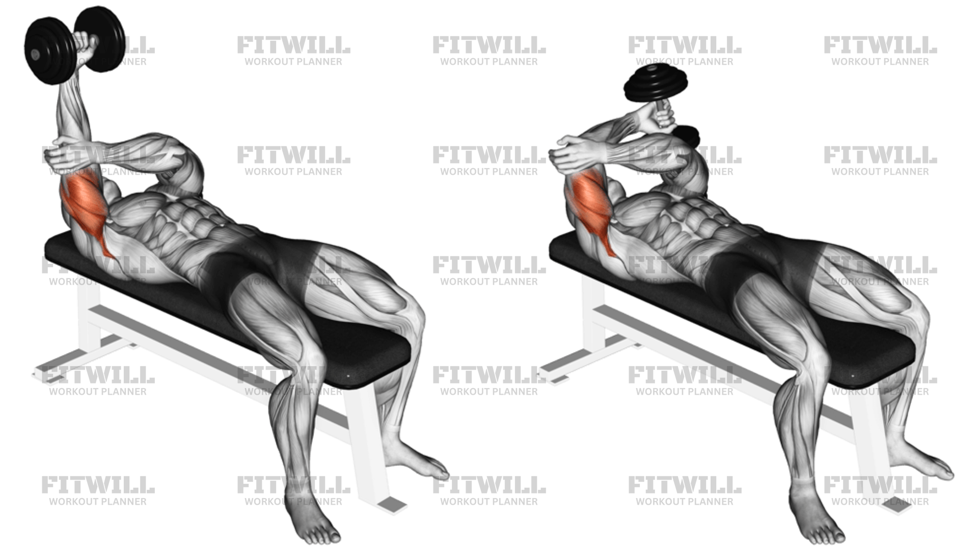 Extensao De Triceps Com Halteres Rolantes Meu Supino Reto Estagnou.