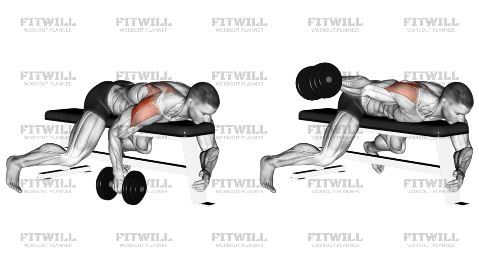 Dumbbell Lying One Arm Rear Lateral Raise Exercise Guide Video Techniques Benefits How to Muscles Worked Tips Tricks Fitwill