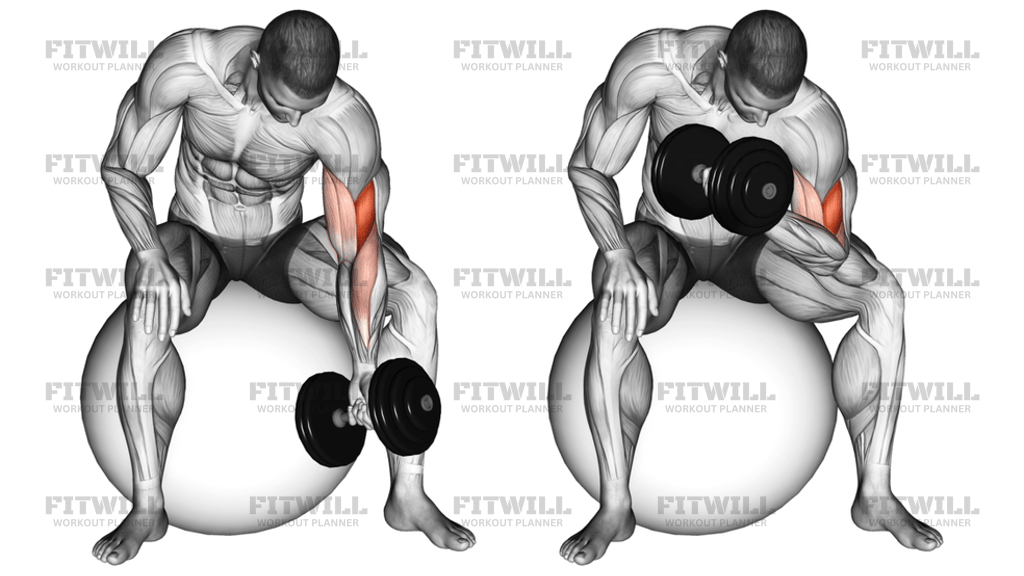 Dumbbell One-Arm Concentration Curl On Stability Ball