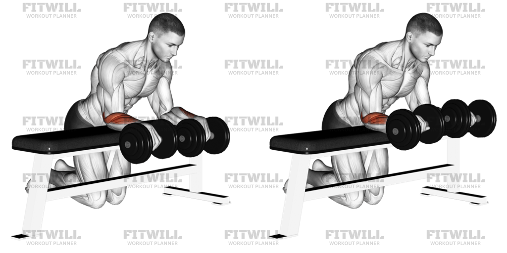 Dumbbell Over Bench Wrist Curl Exercise Guide Video Techniques Benefits How to Muscles Worked Tips Tricks Fitwill