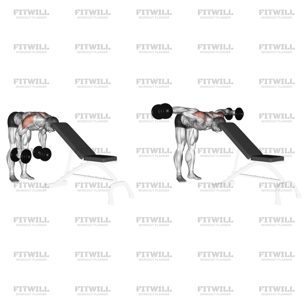 Dumbbell rear lateral hotsell