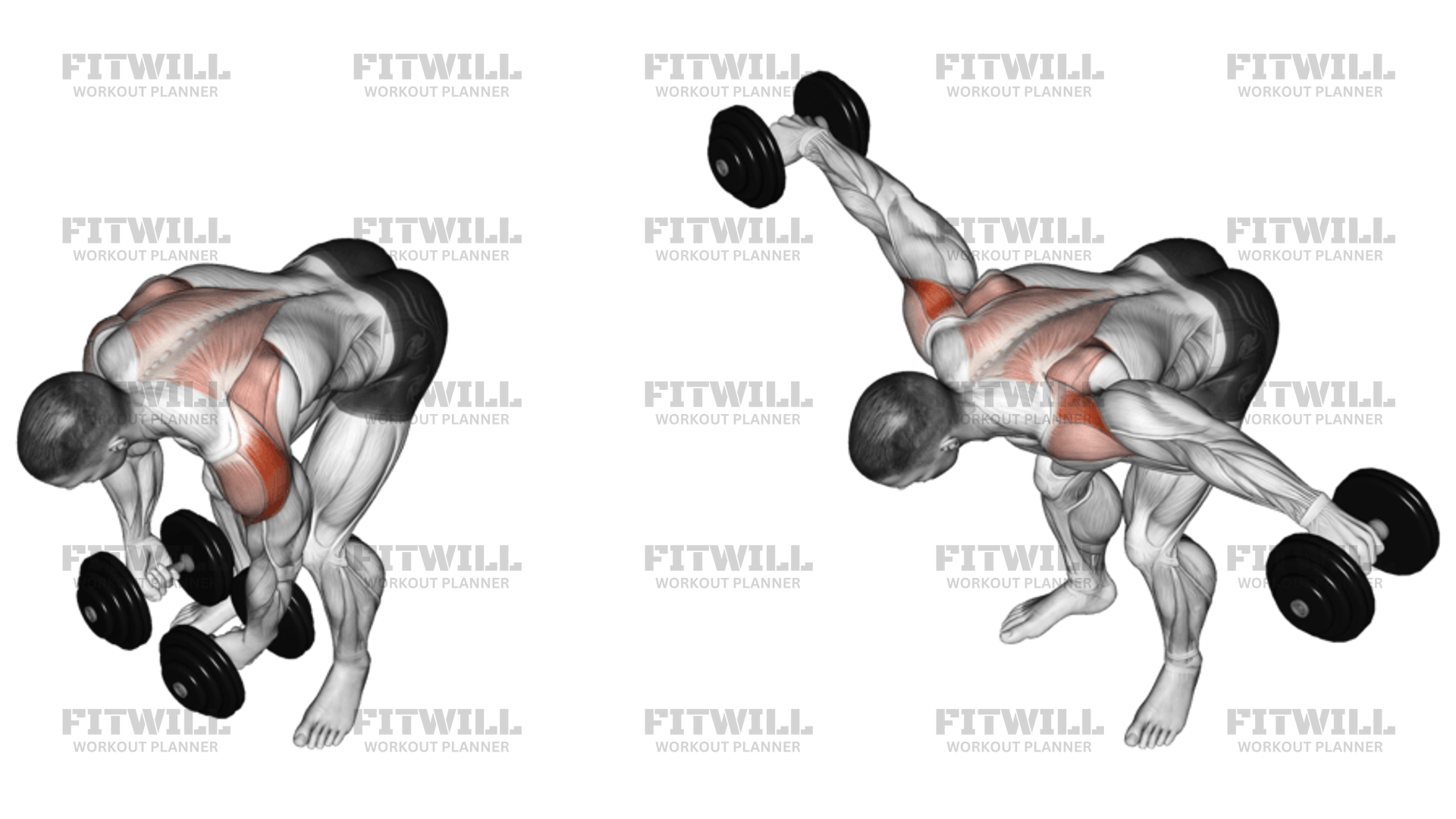 Dumbbell Rear Lateral Raise Exercise Guide Video Techniques Benefits How to Muscles Worked Tips Tricks Fitwill