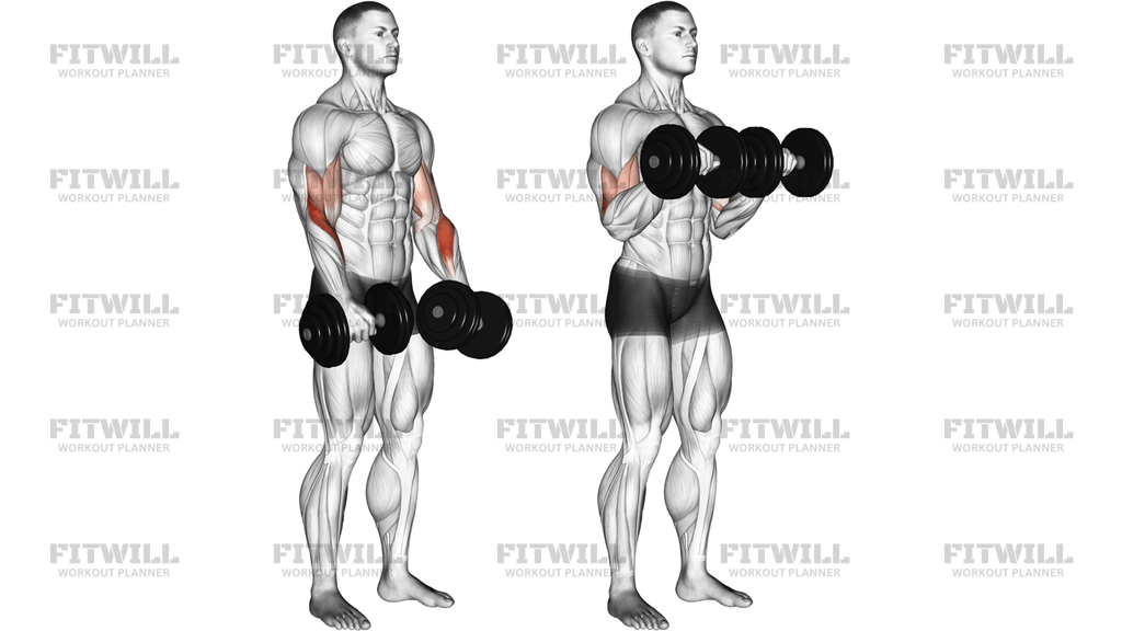 Dumbbell Reverse-Grip Biceps Curl