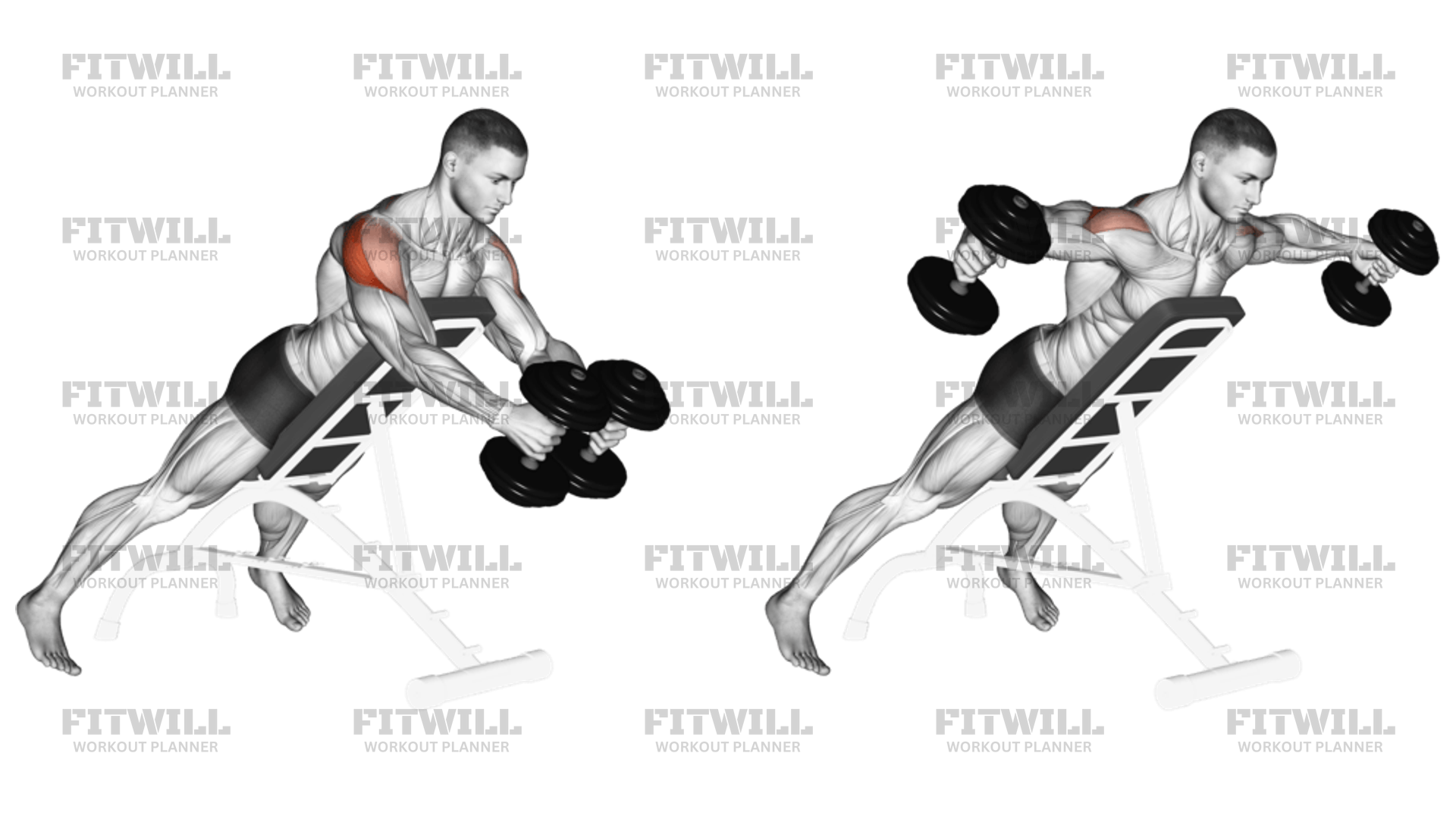 Dumbbell Reverse Fly Exercise Video Fitwill