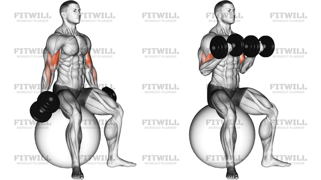 Dumbbell Seated Biceps Curl On Stability Ball