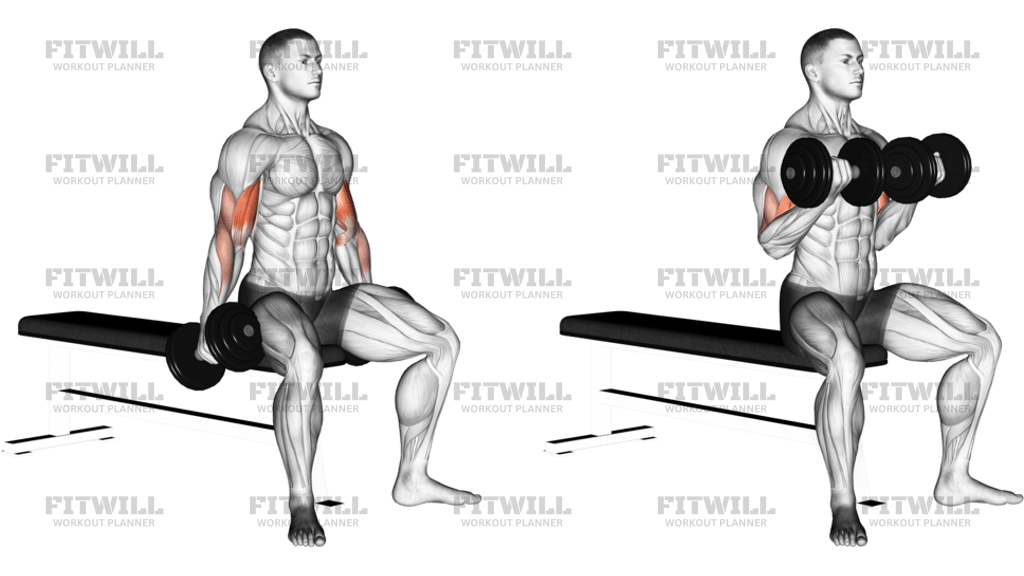 Dumbbell Seated Curl