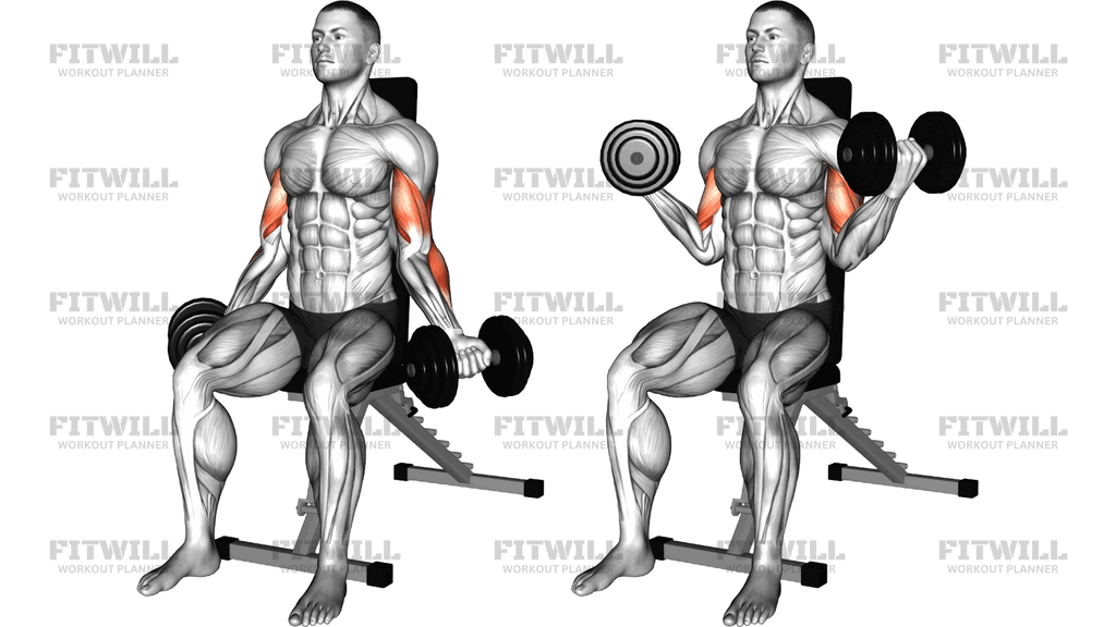 Dumbbell Seated Inner Biceps Curl