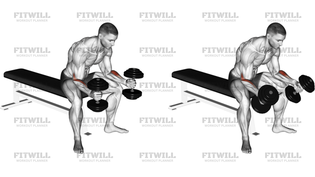 Dumbbell Seated Neutral Wrist Curl