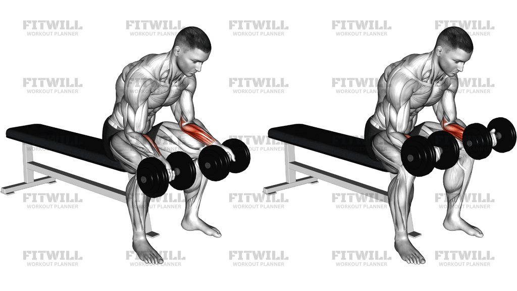Dumbbell Seated Palms Up Wrist Curl