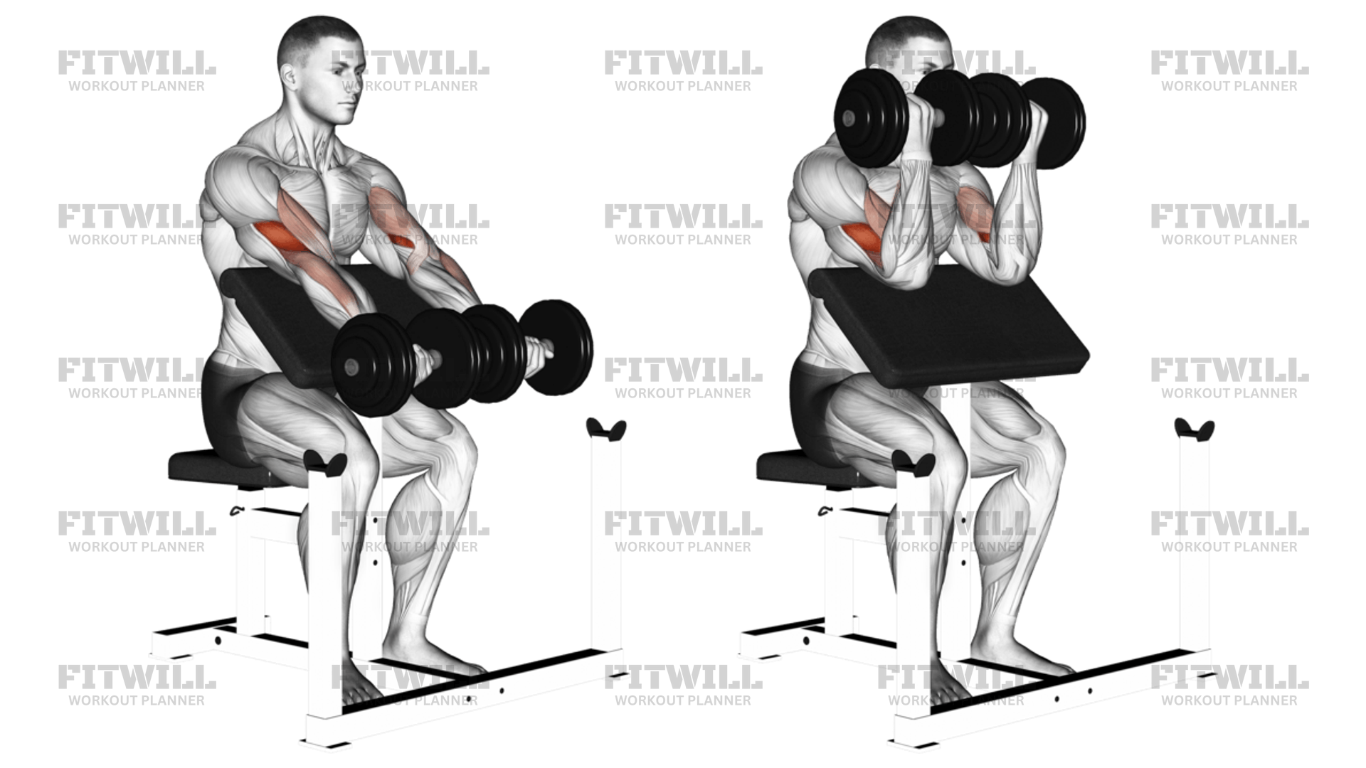 Seated dumbbell preacher curl hotsell