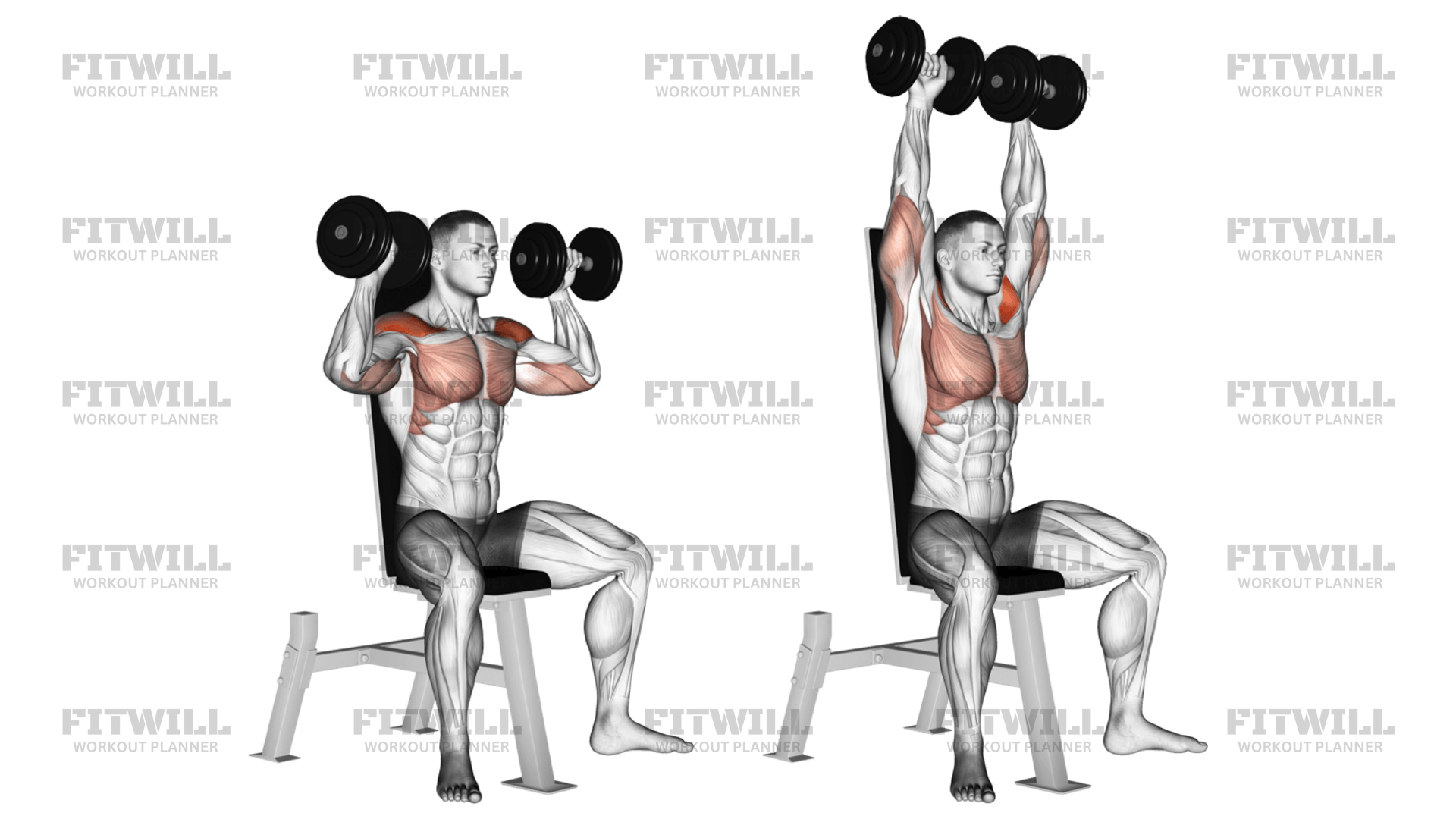 Db seated military press hotsell
