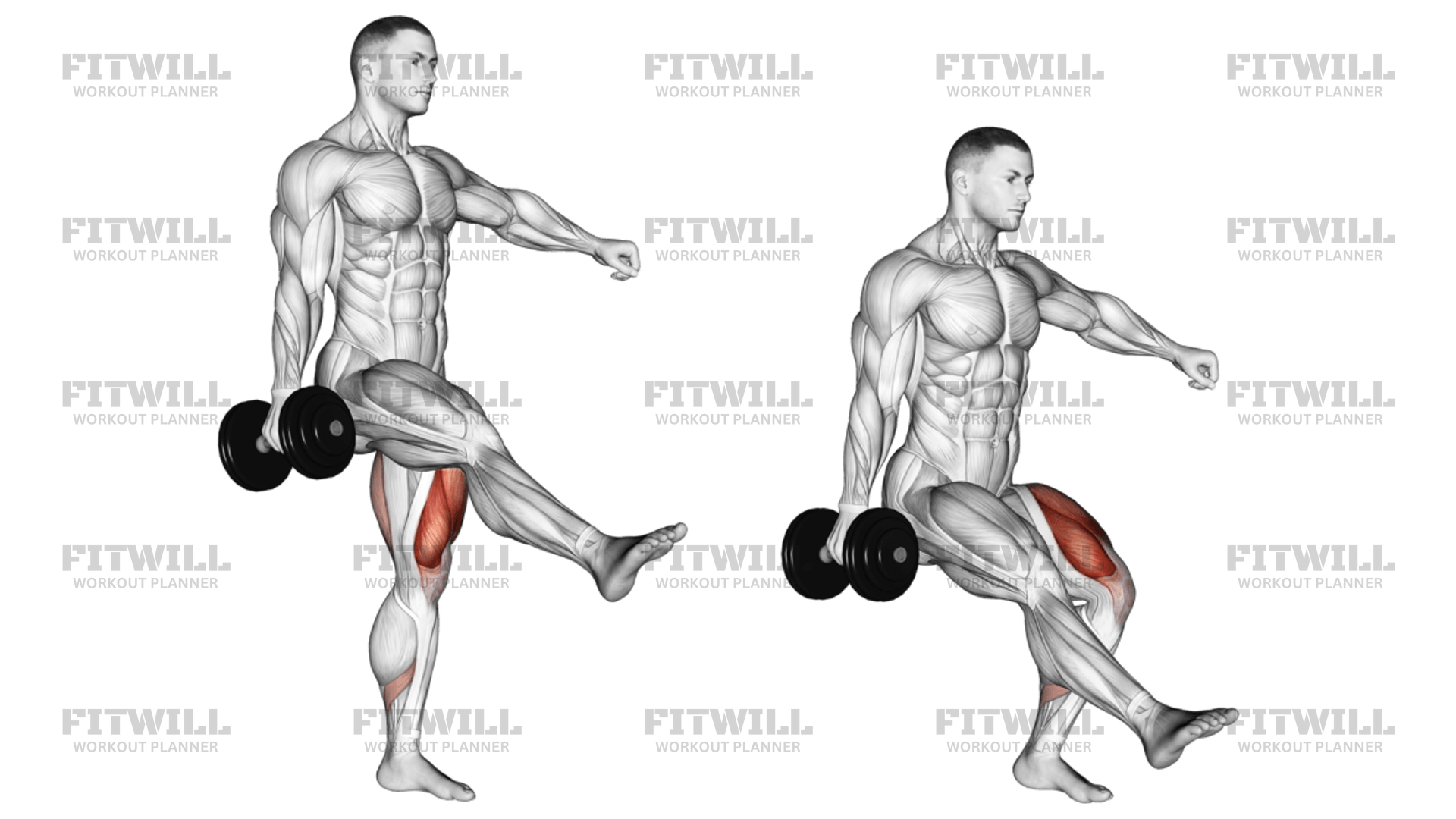 Dumbbell Single Leg Squat Exercise Guide Video Techniques Benefits How to Muscles Worked Tips Tricks Fitwill