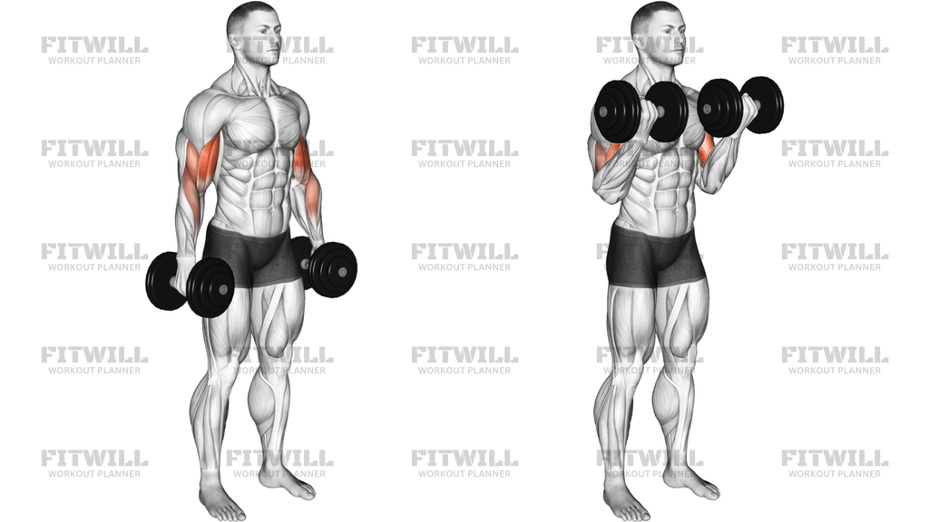 Dumbbell Standing Biceps Curl