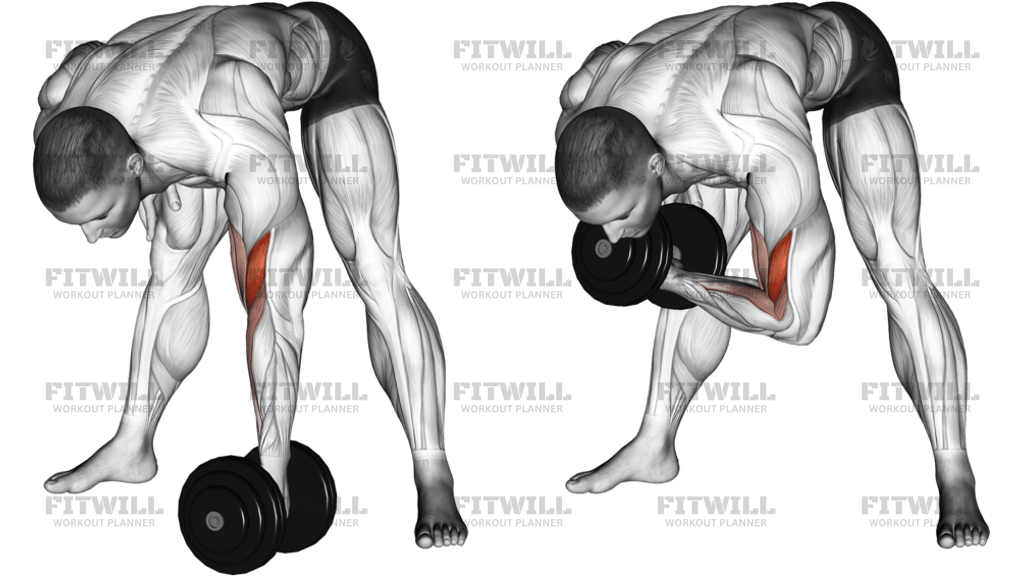 Dumbbell Standing Concentration Curl