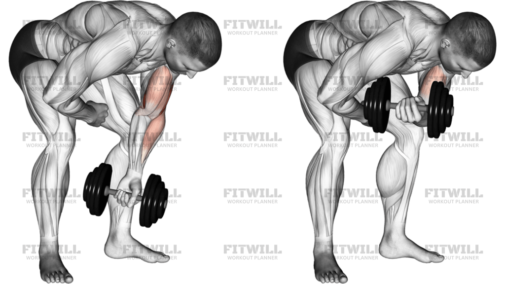 Álló Egykaros Koncentrált Súlyzós Bicepszhajlítás