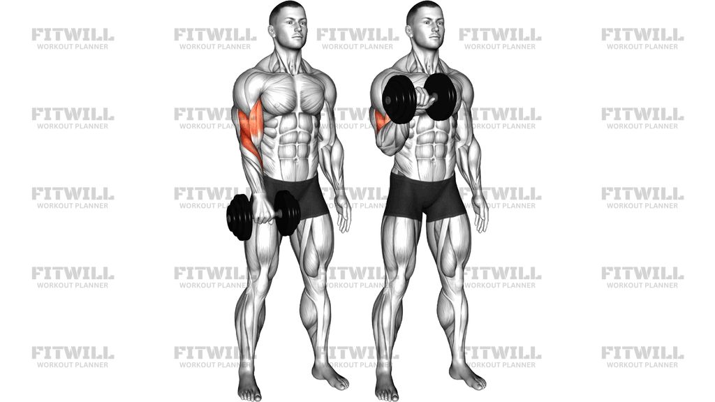 Dumbbell Standing One-Arm Reverse Curl