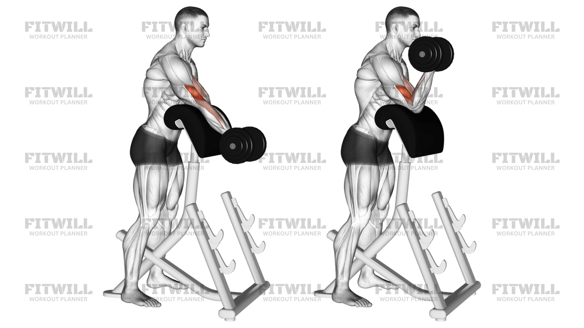 Standing db curls hotsell