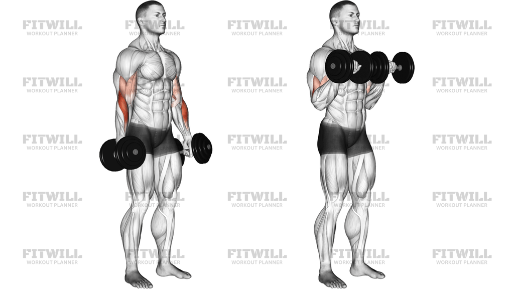 Dumbbell Standing Reverse Curl