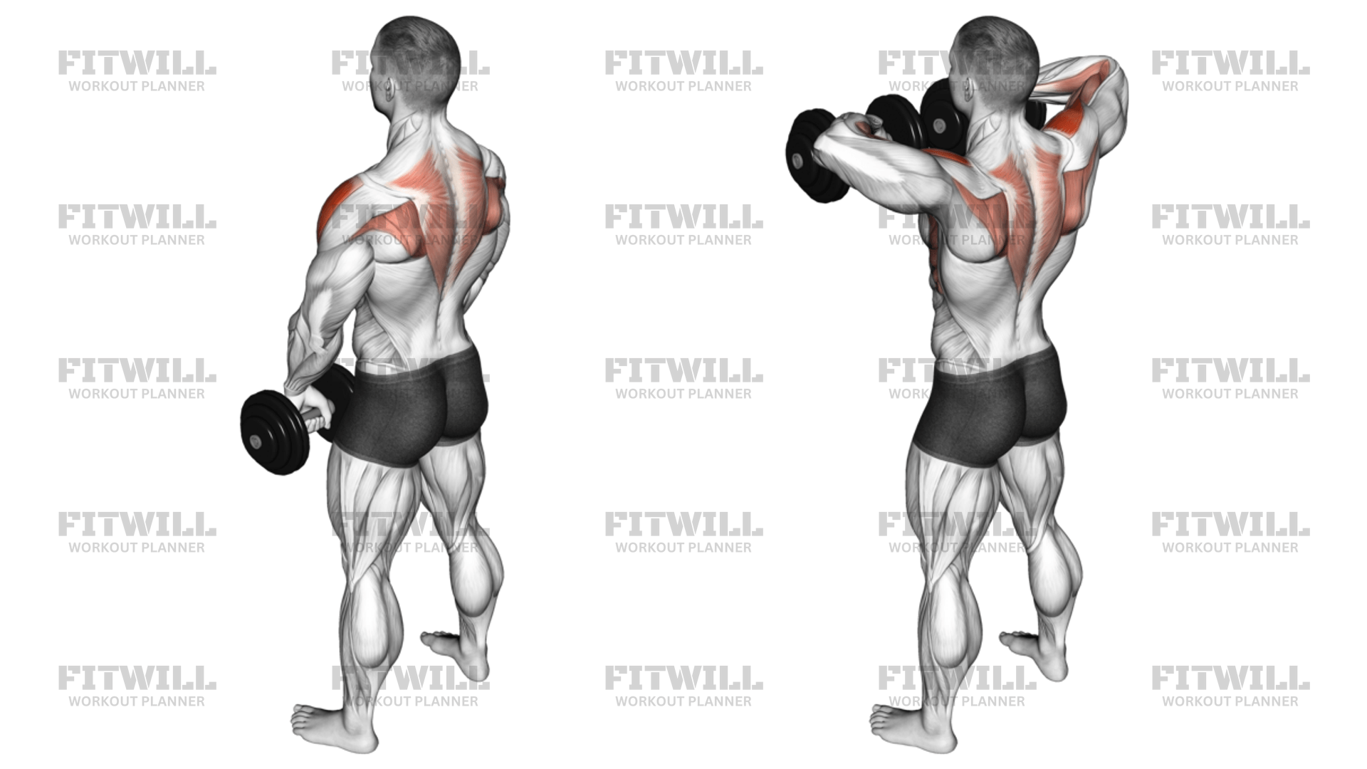 Dumbbell Upright Row Exercise Video Fitwill