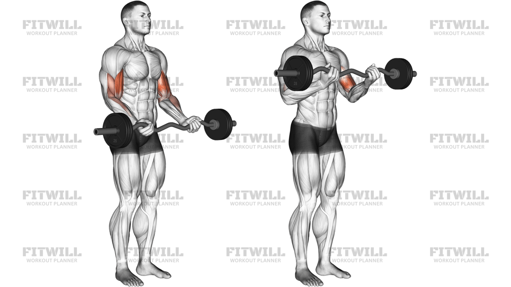EZ Barbell Curl