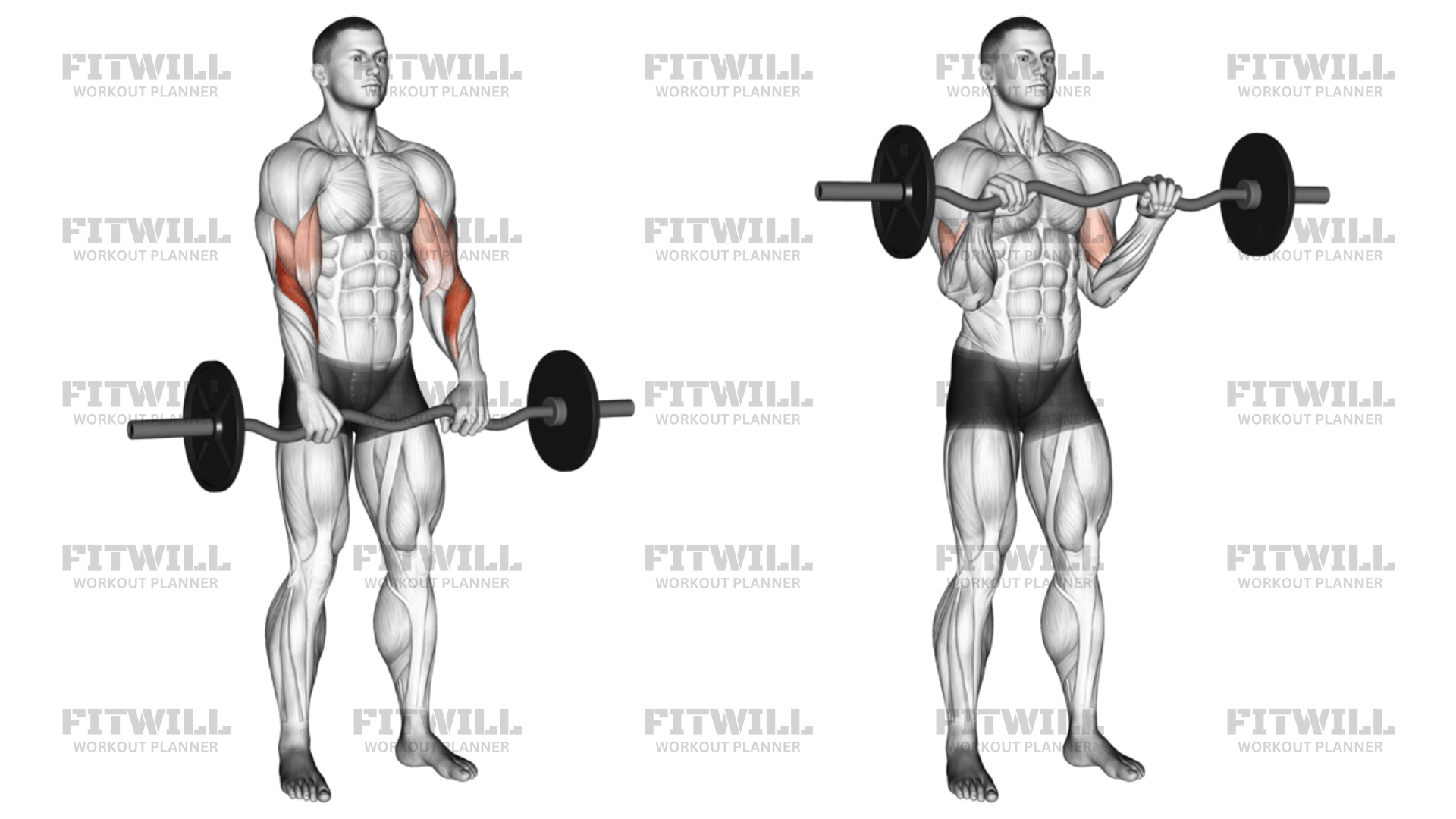 EZ Barbell Reverse Grip Curl Exercise Guide Video Techniques Benefits How to Muscles Worked Tips Tricks Fitwill