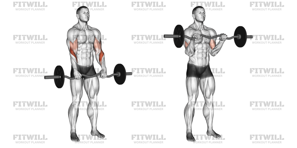 EZ Barbell Reverse Grip Curl Exercise Guide Video Techniques Benefits How to Muscles Worked Tips Tricks Fitwill