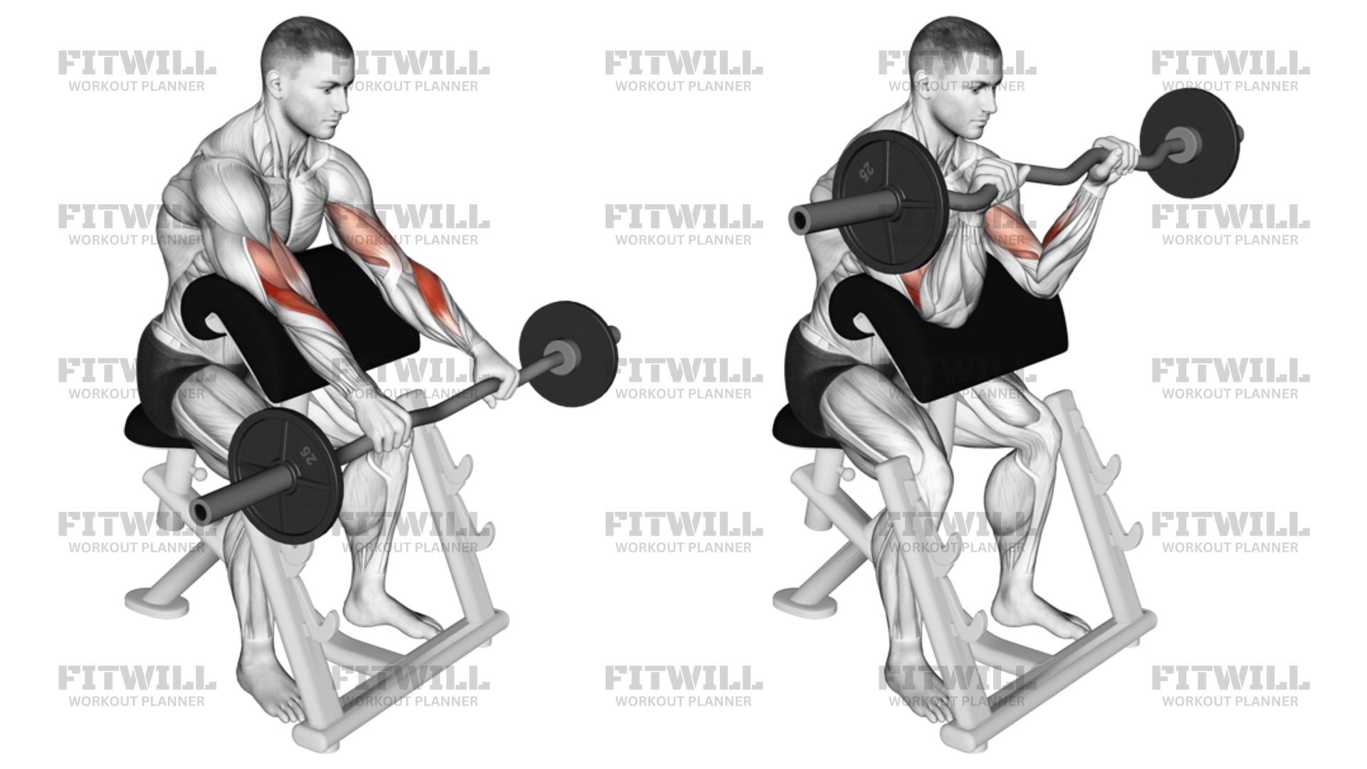 EZ Barbell Reverse Grip Preacher Curl Exercise Video Fitwill