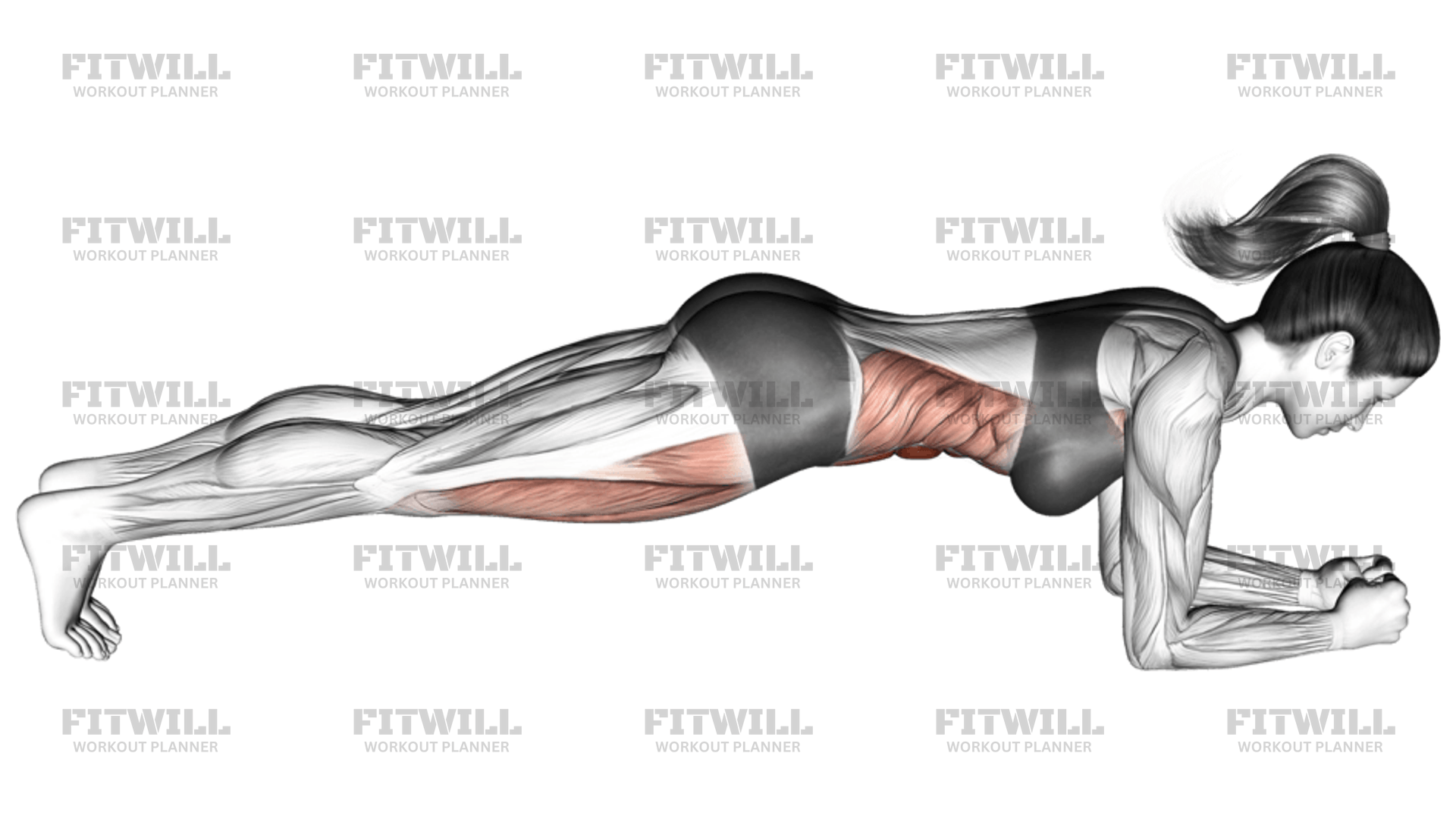 Front Plank Exercise Video Fitwill