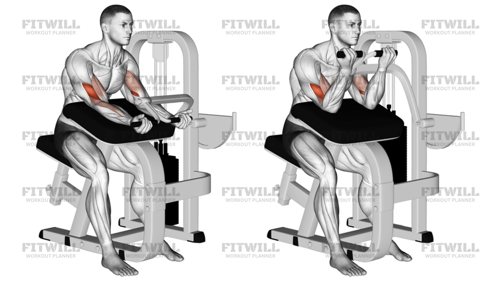 Lever Preacher Curl