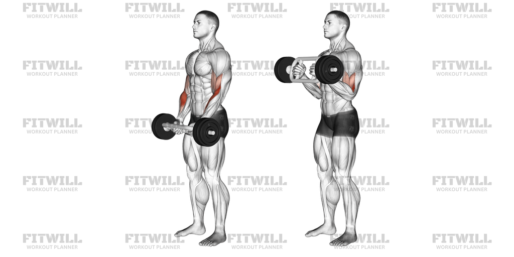 Hammer curl barbell hotsell