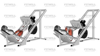 Sled 45° Leg Press