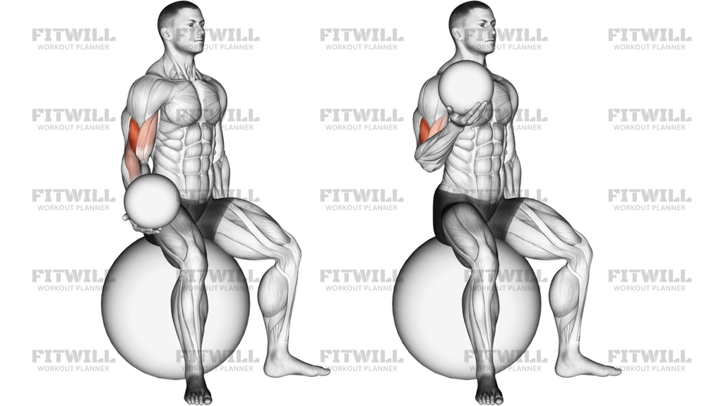 Weighted Seated Bicep Curl On Stability Ball