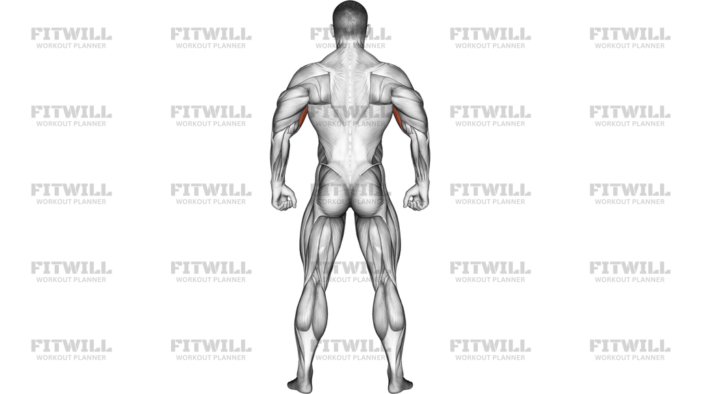 Body Muscles Back View