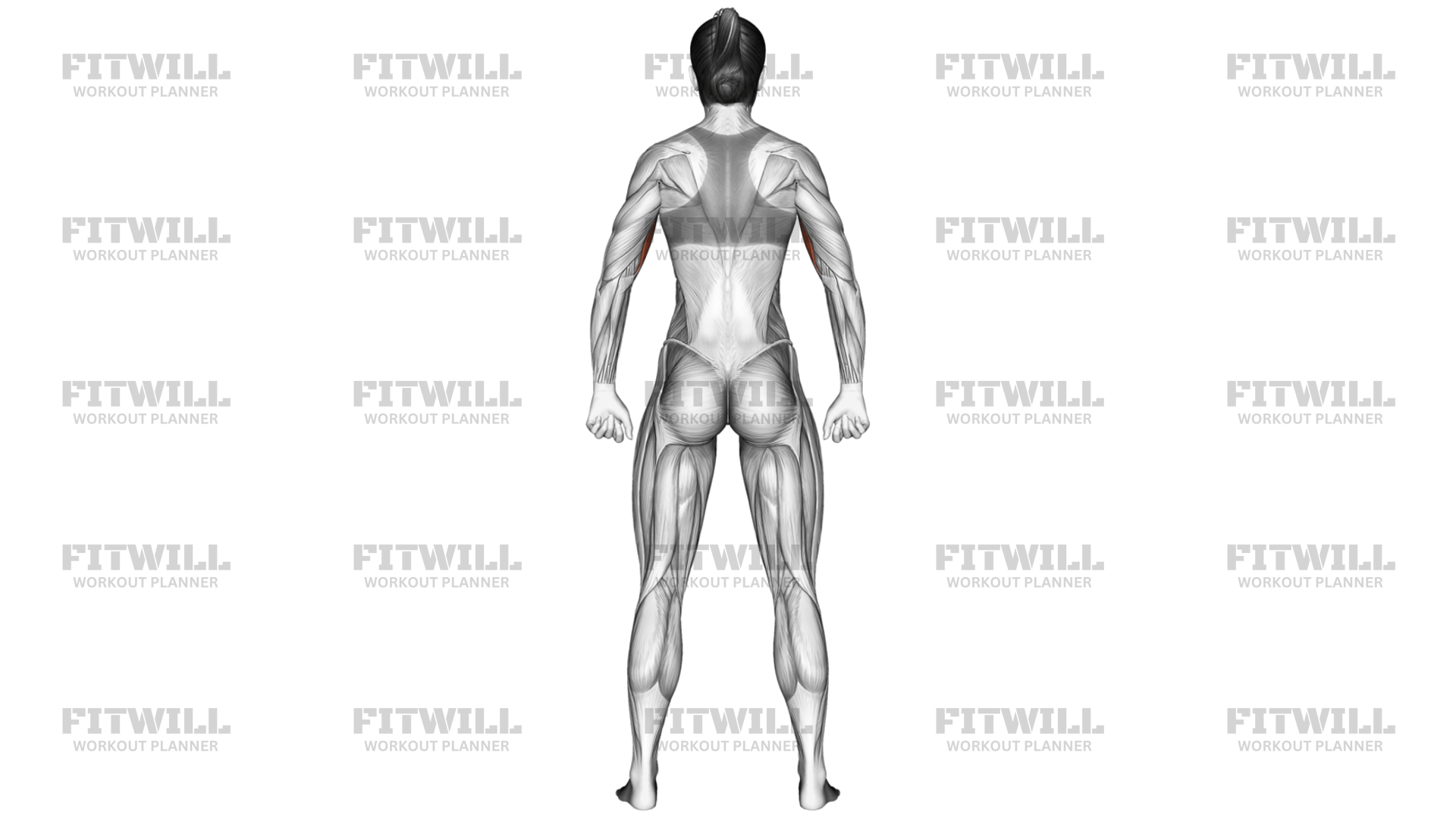 Body Muscles Back View: Exercise Guide, Techniques, Benefits, How to ...