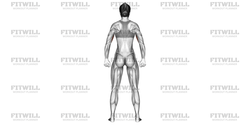 Body Muscles Back View: Exercise Guide, Techniques, Benefits, How to ...