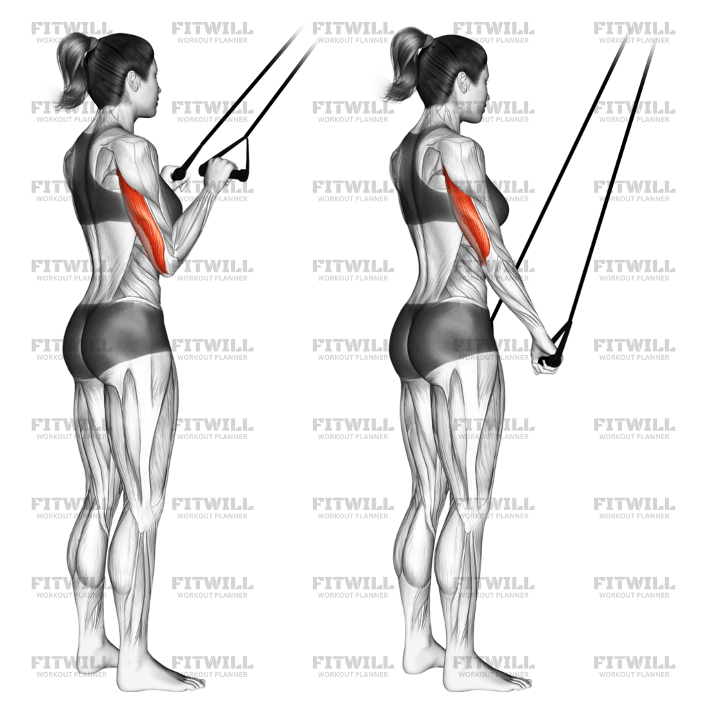 バンド・プッシュダウン: エクササイズ動画 | Fitwill