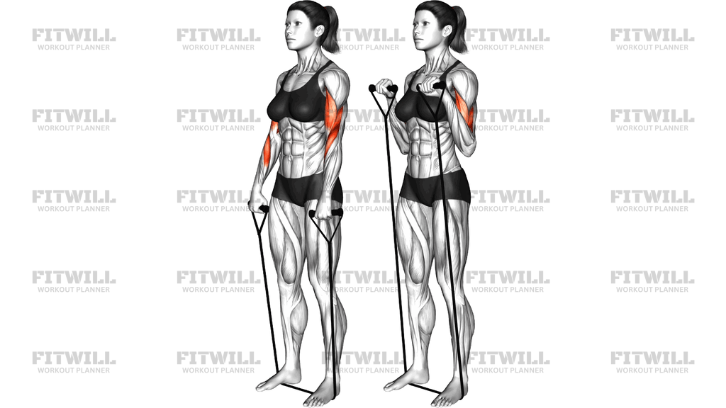 Band Reverse Curl