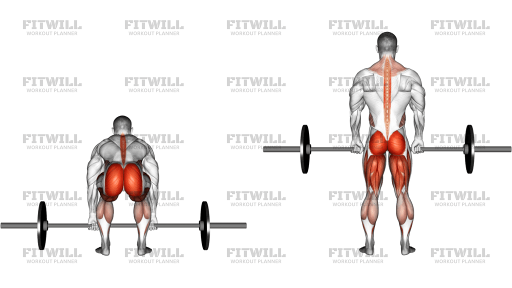 Barbell Deadlift Back View
