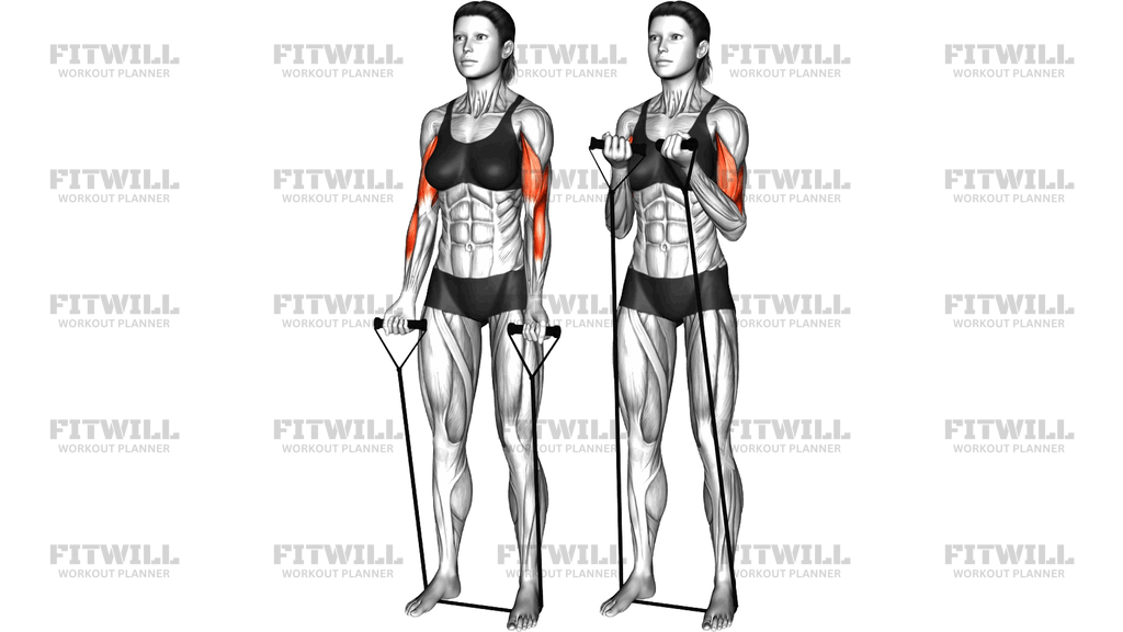 Band Close Grip Biceps Curl