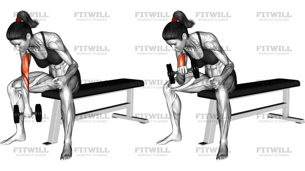 Dumbbell Seated Revers Grip Concentration Curl