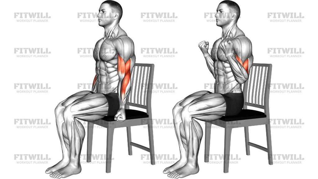 Seated Biceps Curl On Chair