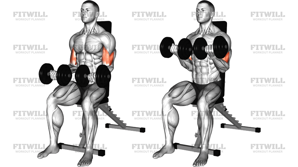 Dumbbell Seated Upper Half Biceps Curl