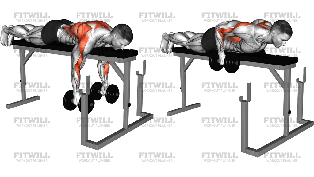 Dumbbell Lying Seal Row On Rack