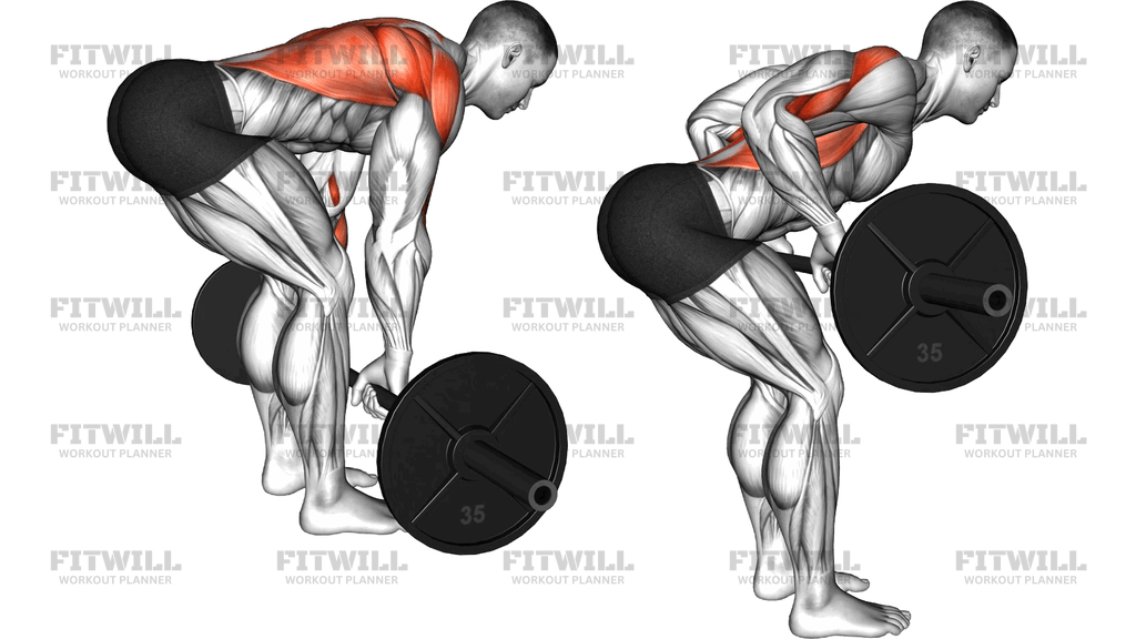 Barbell Bent Over Flexion Row