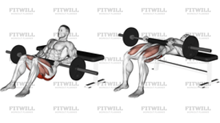 Barbell Hip Thrust